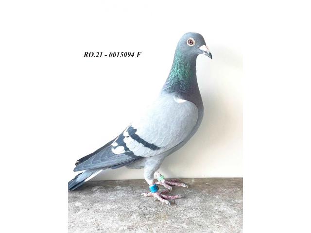 ro-21-0015094-f-1.jpg